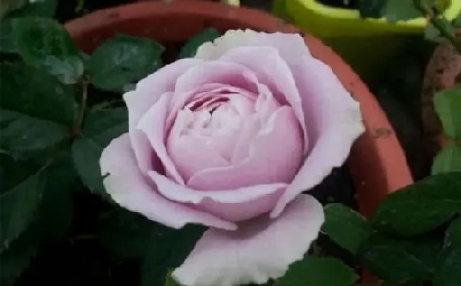 植物百科|蓝色物语月季花的优缺点（藤本月季蓝色物语值得入手吗）