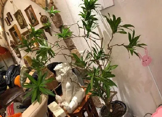 种植土壤|龙血树配土方法与种植土壤