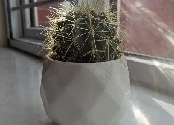植物百科|沙漠花卉有哪些