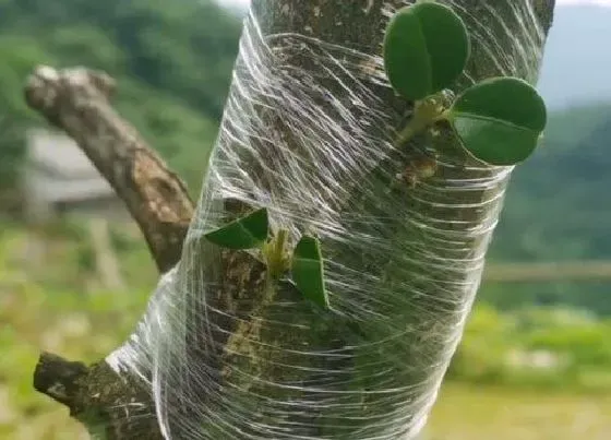 植物百科|黄杨开花吗 开什么颜色的花