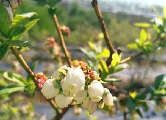 开花时间|蓝莓几月份开花结果