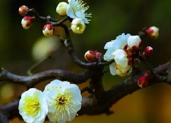 植物种类|什么梅花最好最贵（梅花哪个品种最珍贵最漂亮）