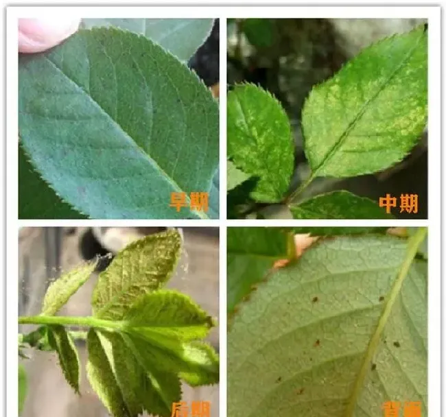 植物虫害|月季老长红蜘蛛是什么原因（家里月季杀红蜘蛛用什么药）