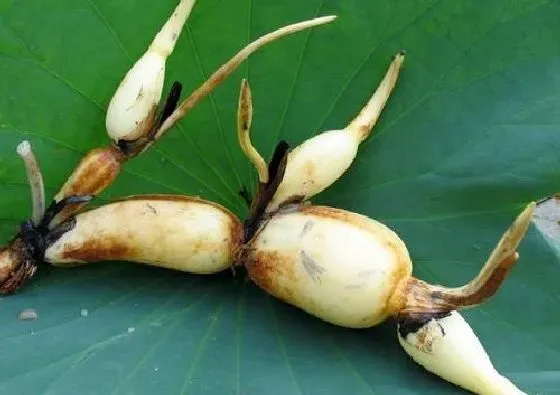 植物病害|莲藕病毒病症状与防治方法