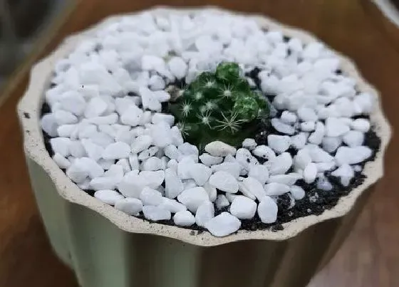 植物排行|喜阳耐寒植物有哪些