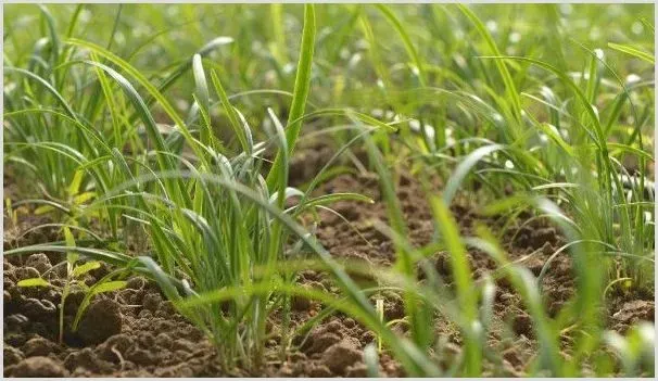 韭菜从根到叶子发黄咋办 | 种植技术