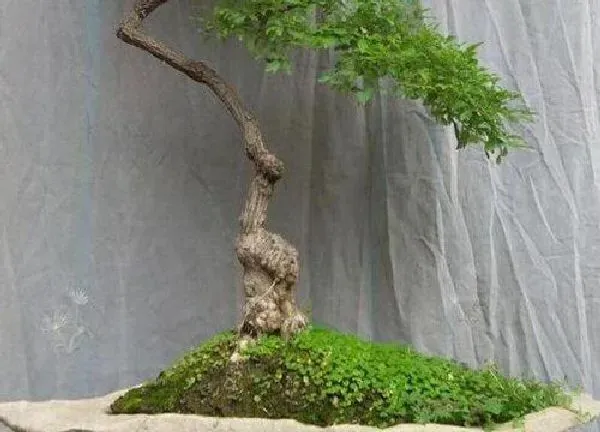 盆景|雀舌黄杨下山桩怎么养护
