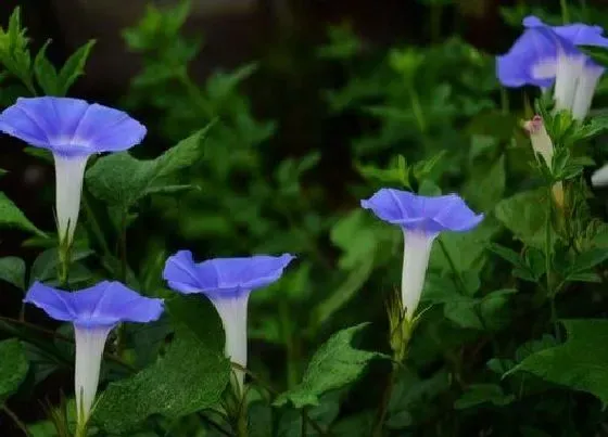 颜色花|喇叭花有什么颜色