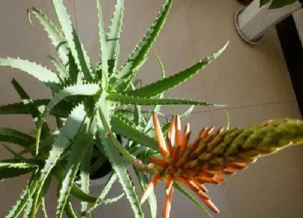 养殖科普|芦荟会开花吗