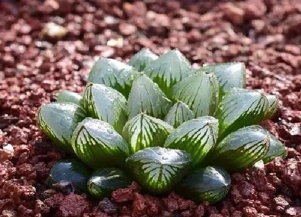 植物浇水|怎么知道玉露该浇水了 刚栽的多肉玉露浇水正确方法