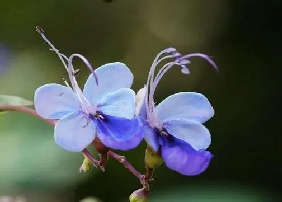 花语|不同颜色蝴蝶兰花语