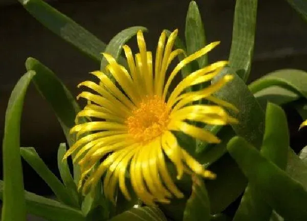 植物扦插|佛手掌怎样扦插