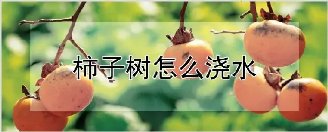 柿子树怎么浇水 | 自然知识