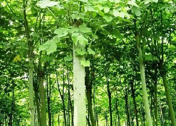 植物百科|梧桐树能活多少年