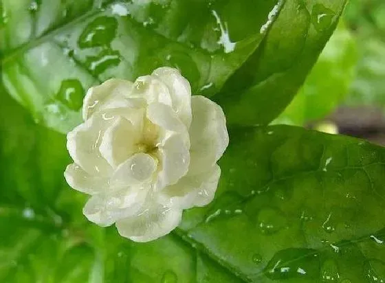 植物百科|茉莉花可以淋雨吗 下雨天可以放外面淋雨吗