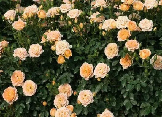 植物种类|甜梦是藤本还是灌木