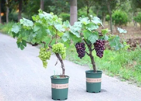 盆景|盆栽葡萄怎么养 葡萄盆栽的种植方法与要点