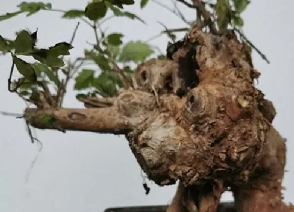 植物移栽|黄荆盆景上盆时间与养护方法