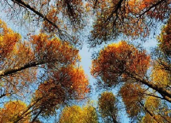 植物百科|红松是什么植物 属于什么科植物
