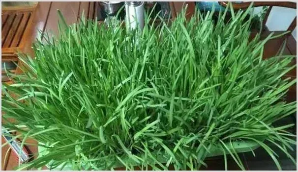 韭菜盆栽种植时间和方法 | 养殖技术