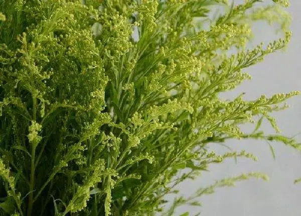 养殖方法|黄莺草怎么养长的好