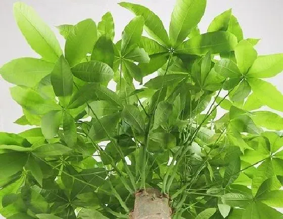 植物施肥|发财树花肥用什么合适 肥料制作与使用方法