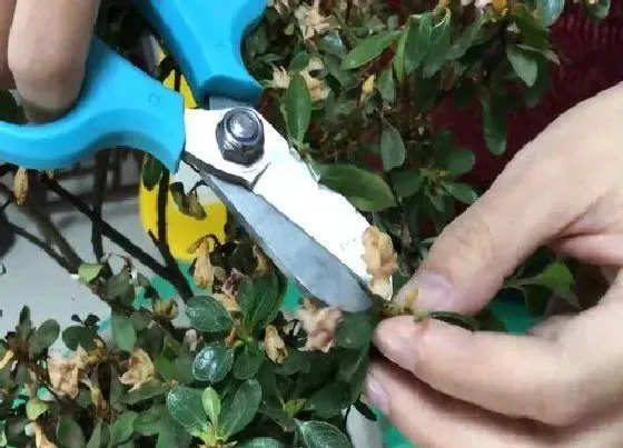 植物修剪|杜鹃花什么时候剪枝最好