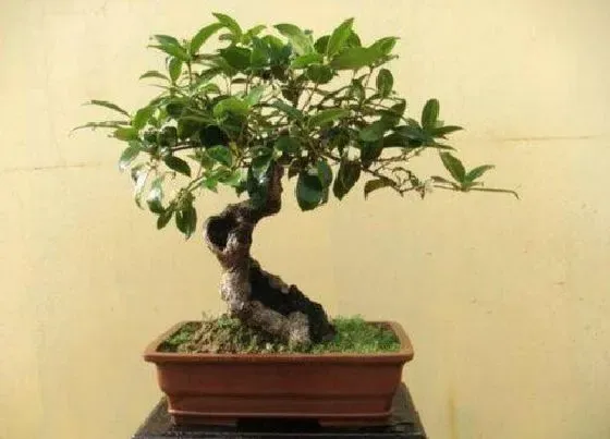 植物排行|盆栽桂花什么品种最好