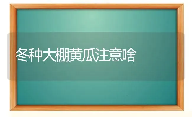 冬种大棚黄瓜注意啥 | 蔬菜种植