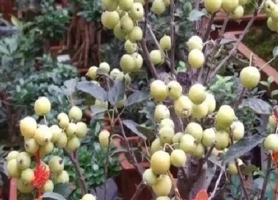 植物施肥|长寿果施什么肥最好