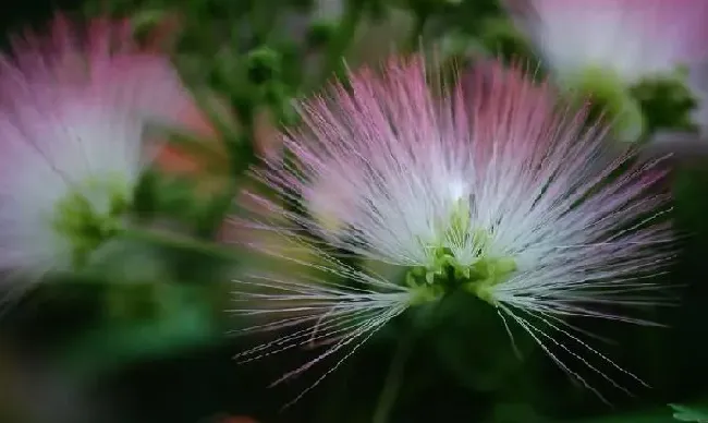 花语|合欢花的花语是什么意思与含义