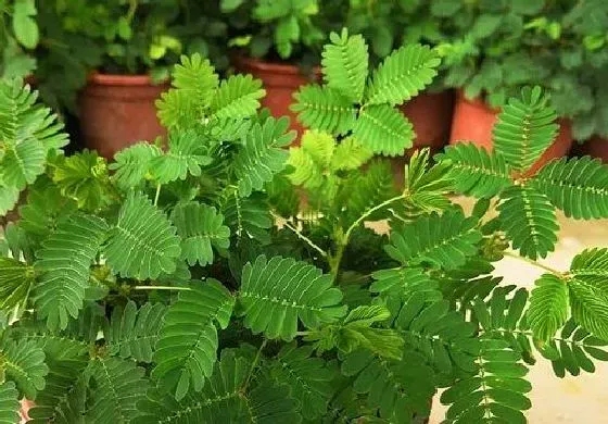 植物毒性|含羞草有毒吗 可以放在室内养吗