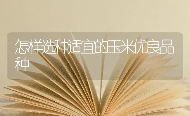 怎样选种适宜的玉米优良品种 | 粮油作物种植