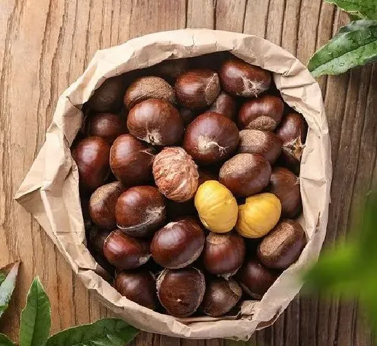 食用常识|栗子是发物吗 是不是属于发物食物