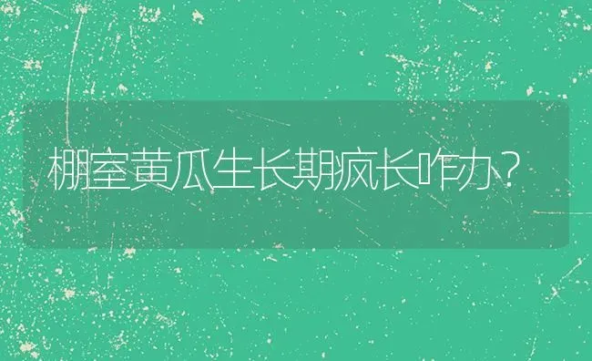 棚室黄瓜生长期疯长咋办？ | 蔬菜种植