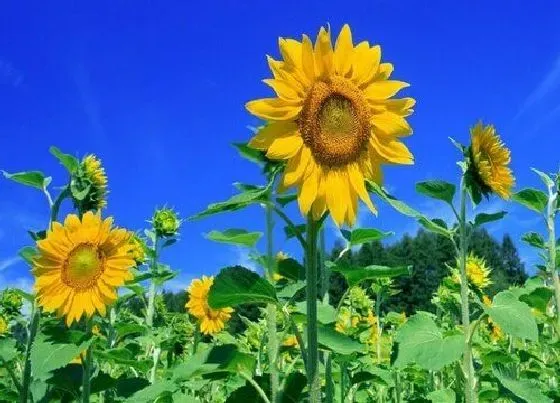 种植管理|向日葵打顶时间及方法步骤