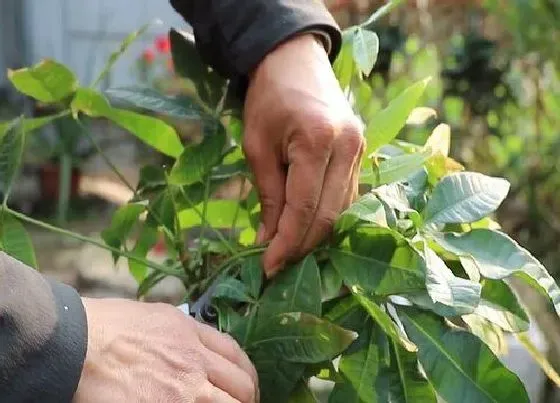 植物修剪|招财树什么时候剪枝合适