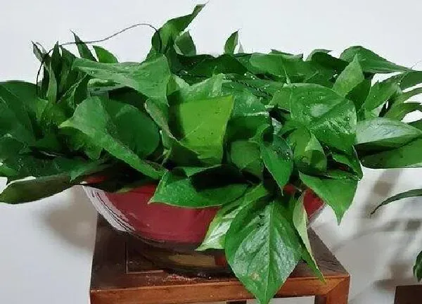 植物移栽|绿萝上盆时间与养护方法