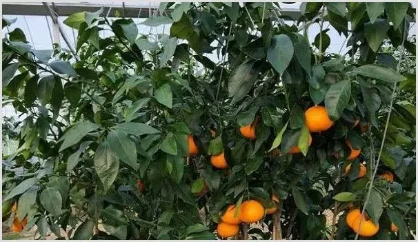 柑橘四个生长阶段的修剪要注意什么 | 种植技术