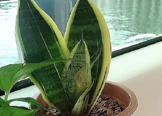 植物寓意|虎皮兰的寓意和象征风水