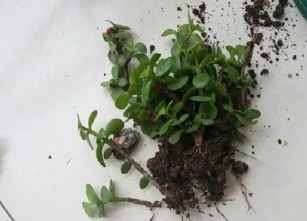 植物生根|金枝玉叶扦插多久生根
