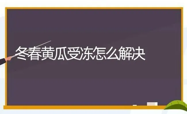 冬春黄瓜受冻怎么解决 | 蔬菜种植