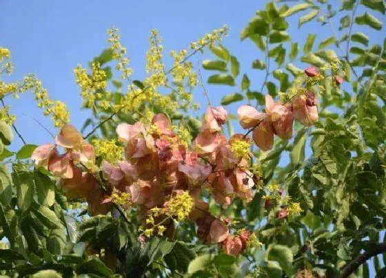 植物百科|栾树值钱吗 市场价格