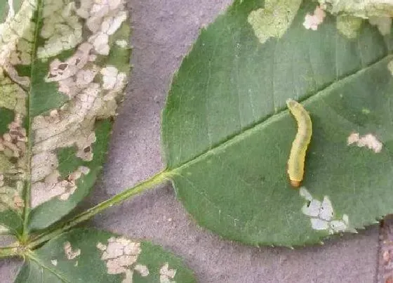 植物虫害|月季长虫子怎么办