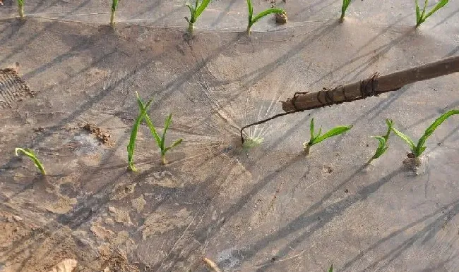 种植管理|大蒜种植的株距和行距是多少，大蒜栽种合适间距及深度）