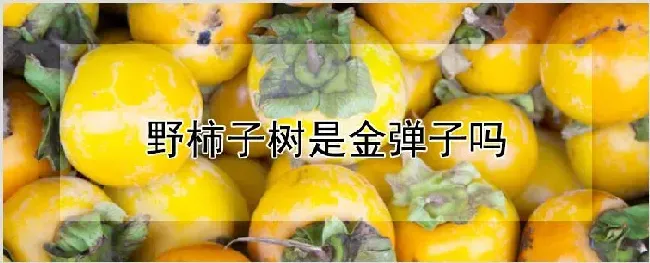野柿子树是金弹子吗 | 耕种资料