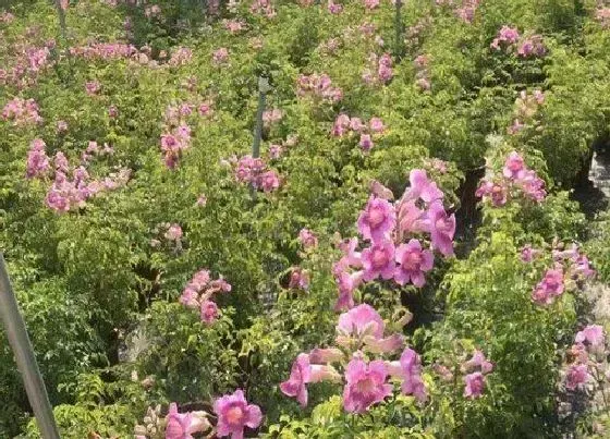 开花时间|紫云藤一年开几次花