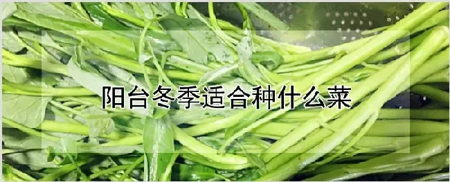 阳台冬季适合种什么菜 | 自然知识