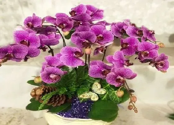 花朵诊疗|蝴蝶兰怎么快速开花