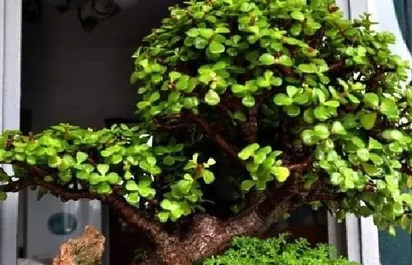 植物浇水|金枝玉叶浇水要浇透吗 浇水浇多少合适